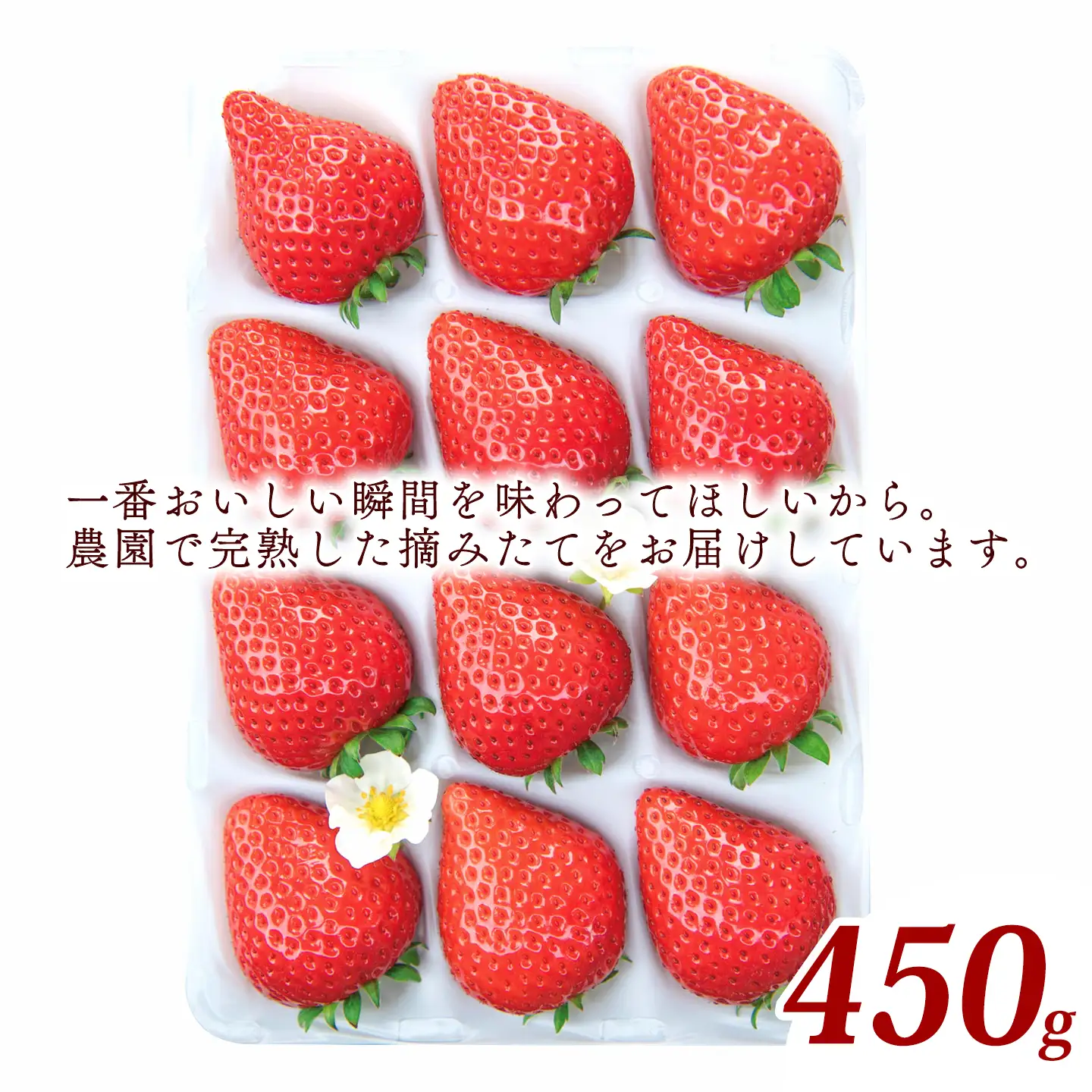 いちご 特選日野苺「煌（きらめき）」（約450g）～糖度13度以上を厳選～ 化粧箱　11月下旬~2月発送