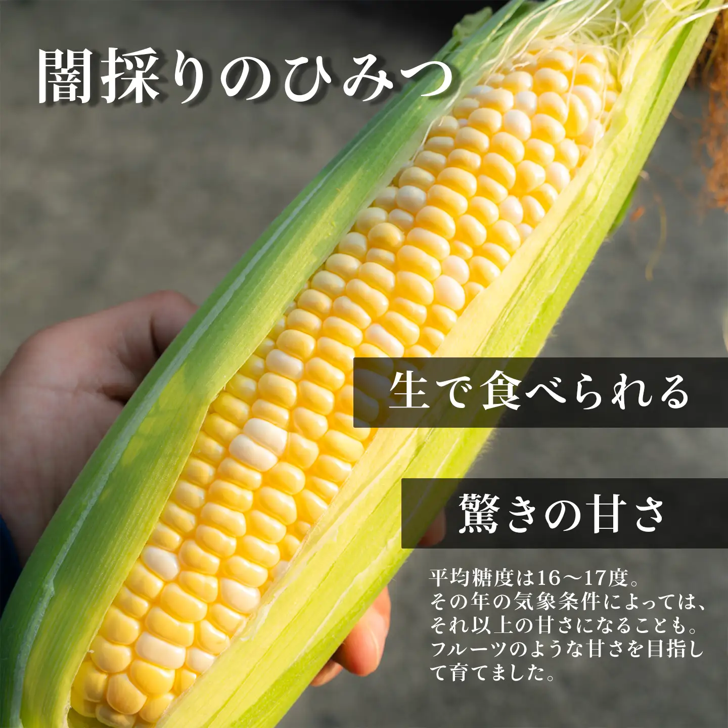 【先行予約】闇採り スイートコーン 6本入 とうもろこし コーン 採れたて新鮮
