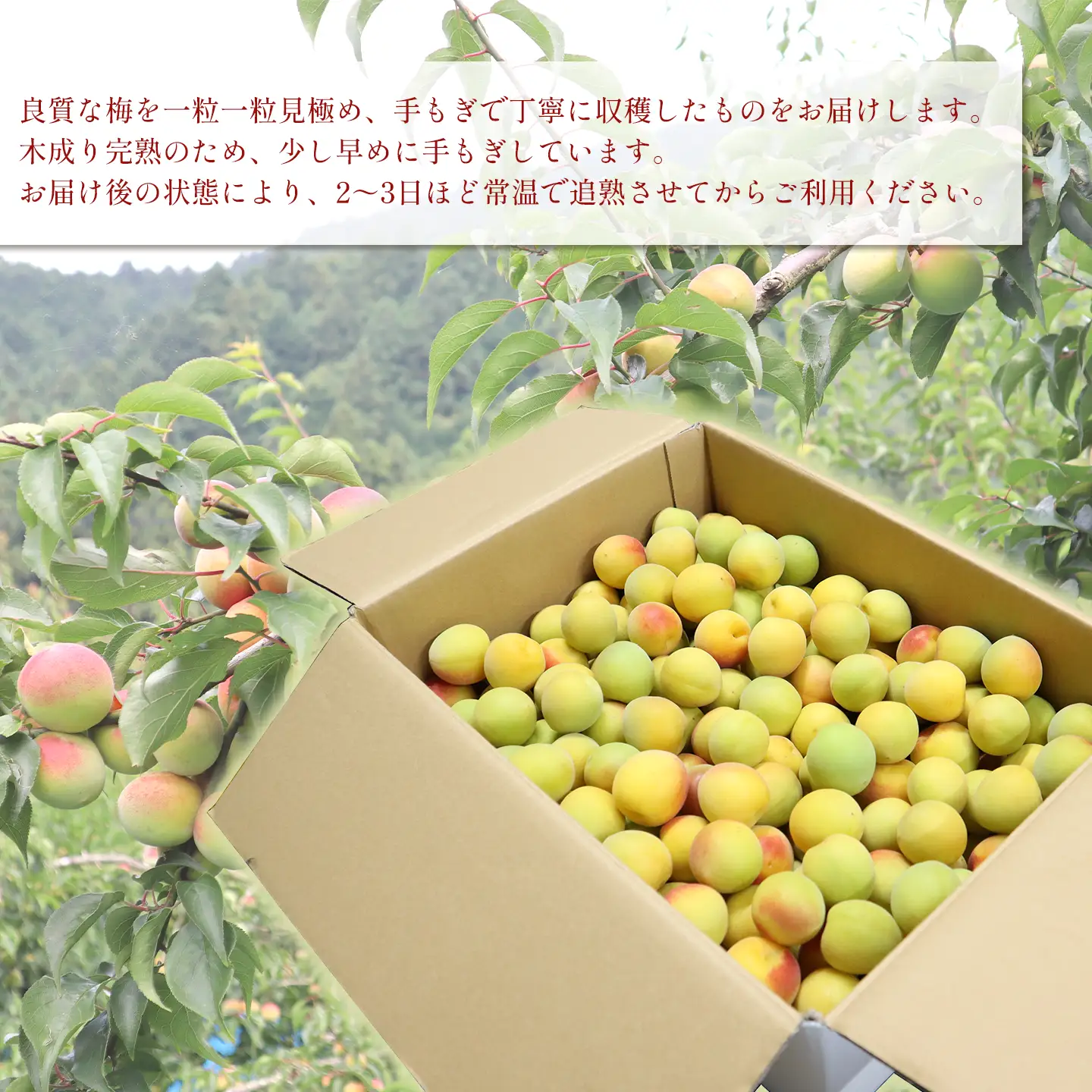 【2026年6月下旬以降発送】伊予南高梅(木成り完熟梅) 約5kg〈2L～4Lサイズ〉