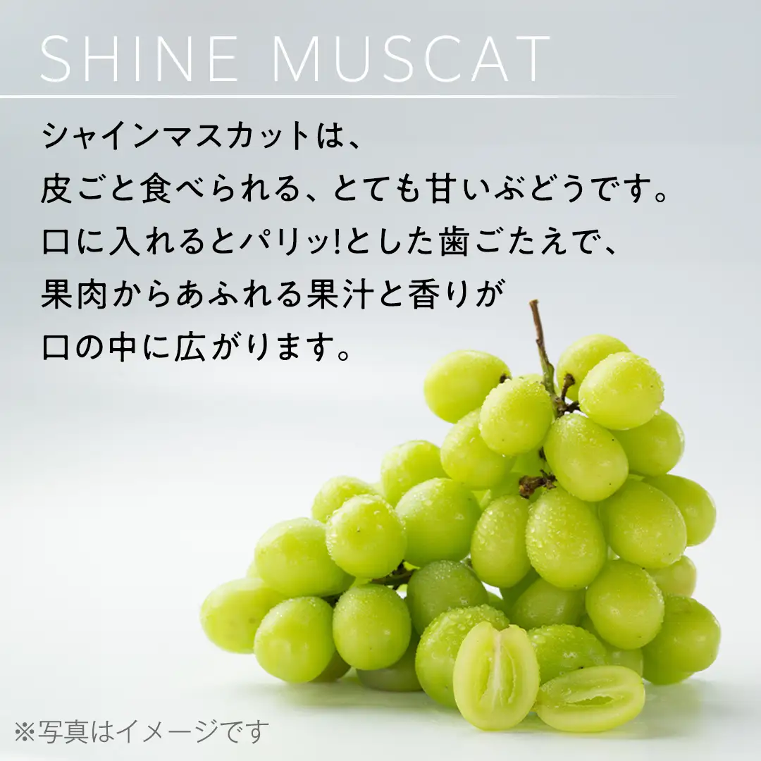 【 2026年9月上旬から発送開始 】 シャインマスカット ご家庭用 1.4kg 以上（ 2房 ～ 3房 ） マスカット ぶどう 葡萄 旬 果物 くだもの フルーツ 訳あり 自宅用 家庭用 数量限定 茨城[BZ001sa]
