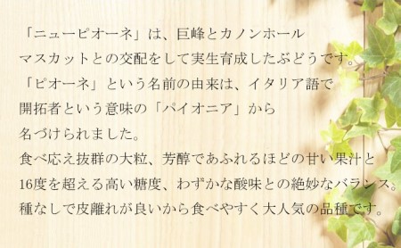 ぶどう 2026年 先行予約 ニュー ピオーネ 3房～6房 約2kg 6月下旬～7月下旬発送 