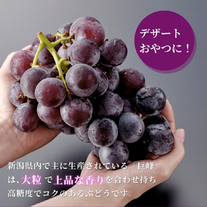 【令和8年産 先行予約】 巨峰 約3kg (5~9房) | ぶどう 新潟県 弥彦村