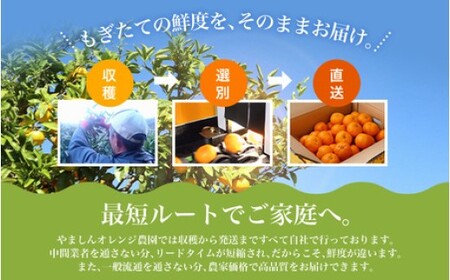 【農家直送】有田みかん 約10kg 大玉3L以上【nuk139F】