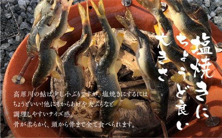 冷凍鮎 9匹 / 天然鮎 鮎