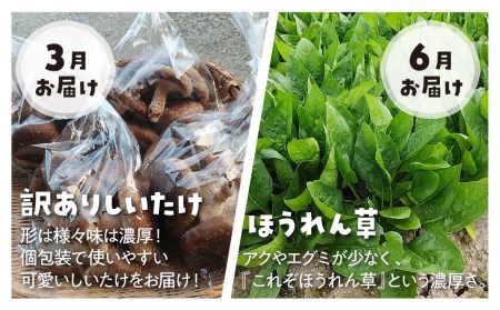 なかだファーム4回お届け 年間定期便 しいたけ ほうれん草 とうもろこし [Q1378x]