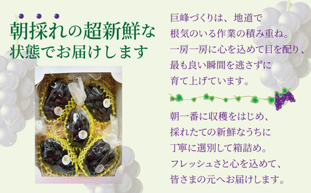 【先行予約】 巨峰 7月のぶどう屋さん 種なし巨峰 2kg 5～6房入 松川果樹園 【2026年7月上旬～8月上旬頃順次発送予定】
