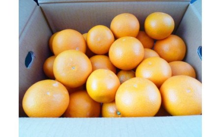 【先行予約】【ジューシー】清見オレンジ 5kg ※2027年3月下旬頃〜2027年4月下旬頃順次発送予定（お届け日指定不可）/ オレンジ 清見オレンジ 和歌山 果物 フルーツ 柑橘 くだもの【uot710-2】