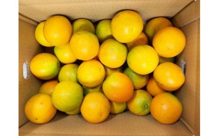 【先行予約】【国産】希少バレンシアオレンジ 5kg ※2026年6月下旬頃〜7月上旬頃順次発送予定 / みかん 果物 くだもの 柑橘 フルーツ オレンジ 和歌山 【uot711】