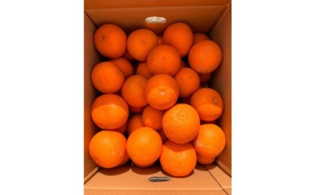 【先行予約】【ご家庭用訳アリ】紀州有田産清見オレンジ　7.5kg ※2027年3月下旬頃〜2027年4月下旬頃に順次発送予定(お届け日指定不可) / 果物 くだもの フルーツ 柑橘 和歌山 オレンジ みかん【uot730】