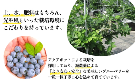 ブルーベリー 冷凍 1kg 果物 フルーツ ベリー