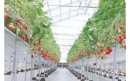 ごろっとイチゴとレアチーズ (AX001)