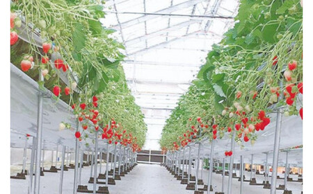 ごろっとイチゴとなめらかプリン&ごろっとイチゴとレアチーズセット (AX002-1)