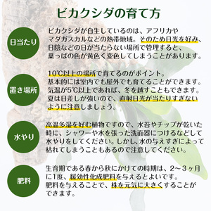 観葉植物 ビカクシダ 板付け (コルク) コウモリラン 観葉植物 シダ植物 【kurk PLANT LEATHER】 i620