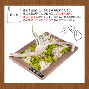 観葉植物 エアープランツ フレーム タイプ (茶色)  観葉植物 壁かけ 【kurk PLANT LEATHER】 i621