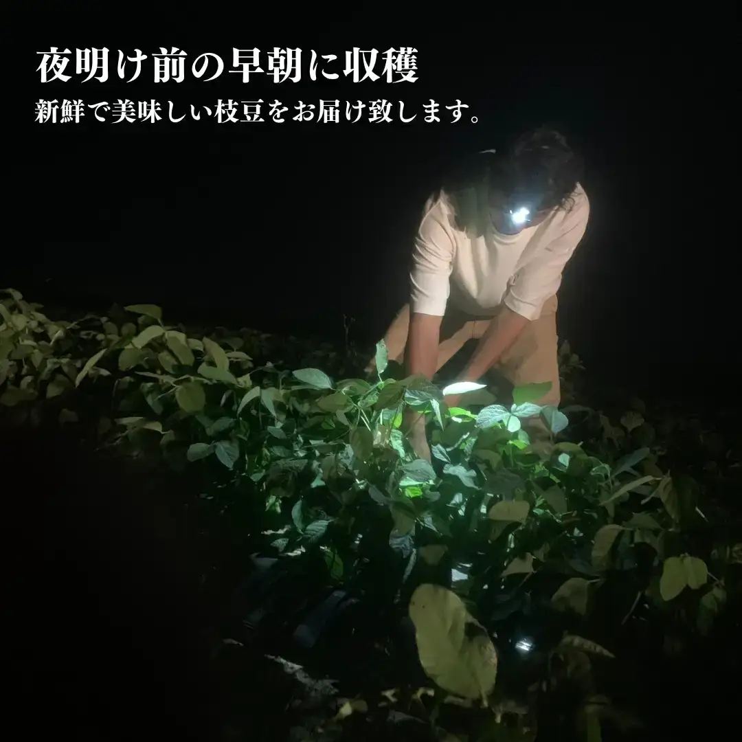 【先行予約】枝豆 2kg 朝採り枝豆をお届け [2026年発送分] 令和8年産 新潟県産 枝豆（陽恵） 朝採り枝豆 採れたて枝豆 新鮮 枝豆  [堀川農園]【020S016】