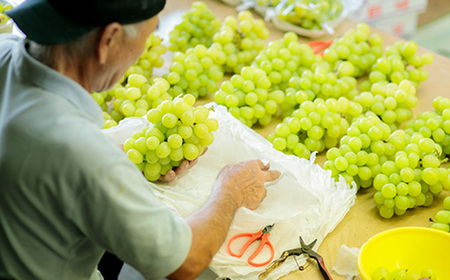 【数量限定・先行受付】久保ぶどう園の大粒シャインマスカット約2kg (3～4房) 果汁たっぷりの美味しい種なし葡萄 TF0394-P00005