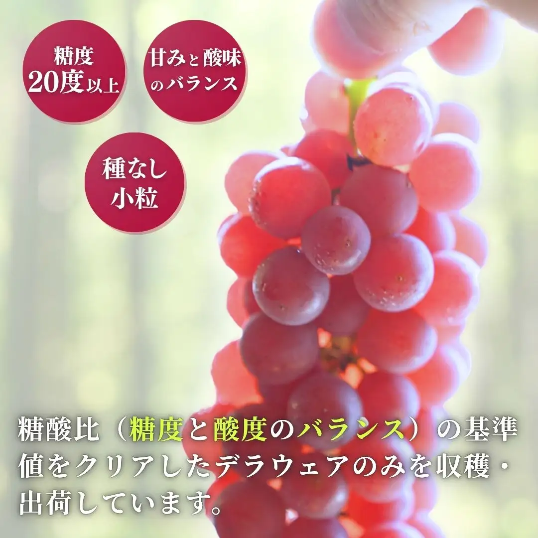 【令和8年産 先行予約】 デラウェア ぶどう 種なし 約2kg (12～16房)  デラウエア 新潟県 弥彦村