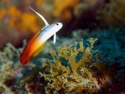 すさみの海で体験ダイビング！【ギネス認定】海中ポストへのハガキ投函付き(1名様分)【nnw101】