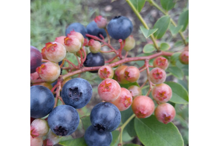 ブルーベリー 冷凍 500g × 2袋 1kg [春夏秋冬いっつもや 宮崎県 美郷町 31ab0135]