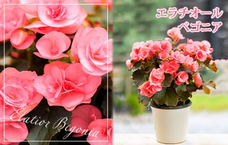 【先行受付：令和8年5月10日の母の日】 高原町のカーネーション＆エラチオールベゴニア 母の日直前にお届け TF0375-P00024