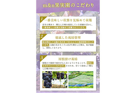 ぶどう 巨峰 種なし巨峰 3房～4房入り 約1.5kg以上 ｍ＆ｎ果実園《8月上旬-8月末頃出荷》和歌山県 紀の川市