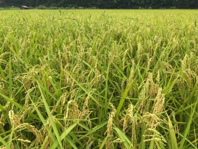 令和7年産 にいみ源流米「コシヒカリ」10kg（5kg×2袋）