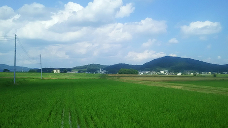 【生産者支援】 《令和7年産 先行予約》茨城県 桜川市産 こしひかり15kg（5kg×3袋） 茨城県産 桜川 米 お米 白米 コメ ごはん 精米 コシヒカリ 国産 限定 銘柄米 [SC011sa]