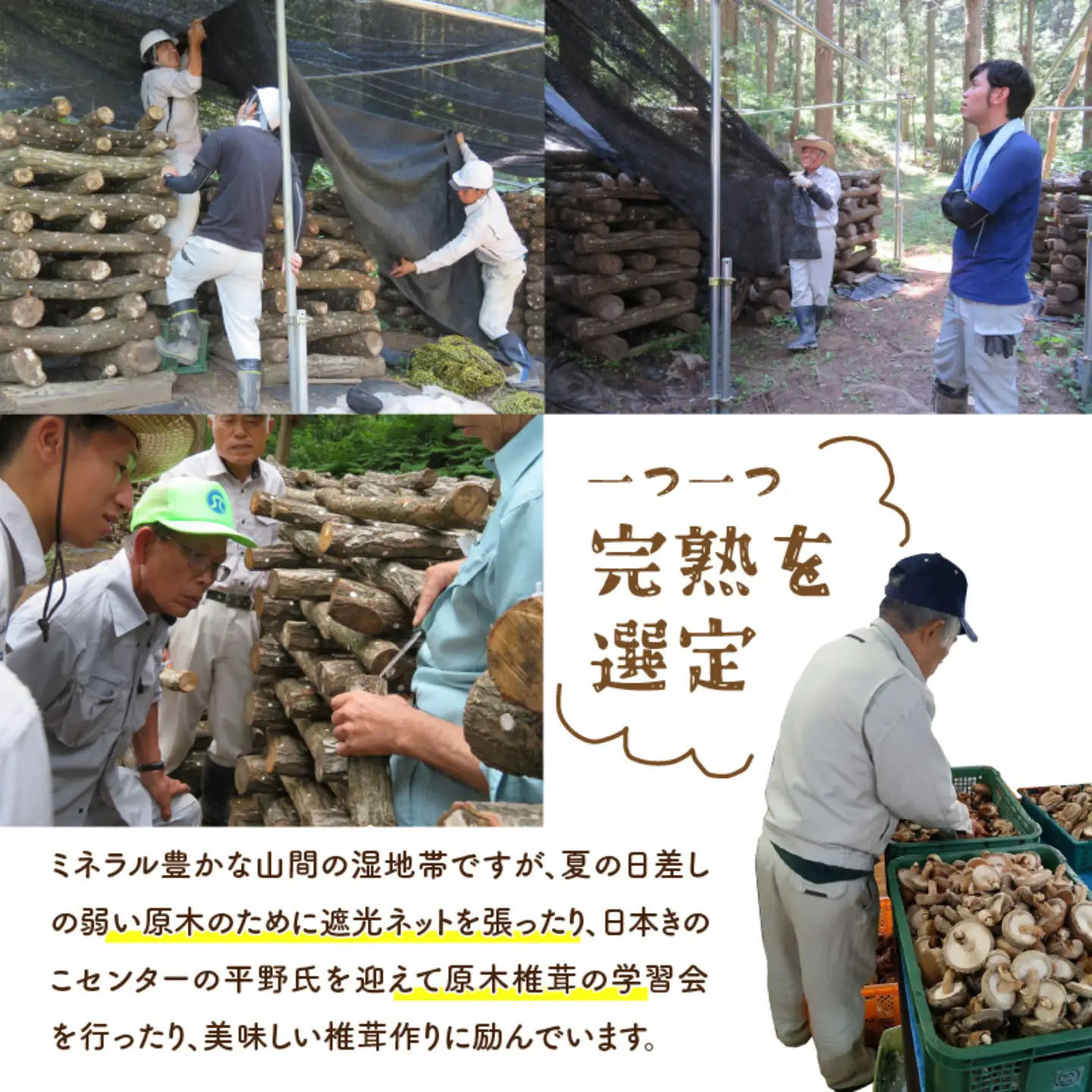 鯖江市産 原木乾燥椎茸「越のてまり」 （大・中サイズ）3パック &（小サイズ）2パック　計5パック