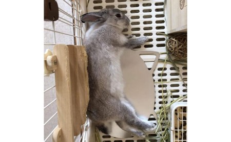 ねこの寝床（Mサイズ） 