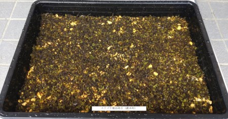 【北海道・東北地方・沖縄・離島　配送不可】スナゴケ栽培キット1セット