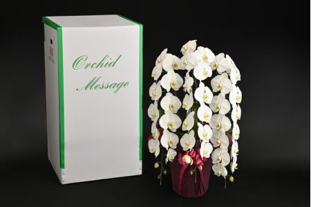 胡蝶蘭(大輪系・45輪付き)【豪華な大輪系】 FAA-085