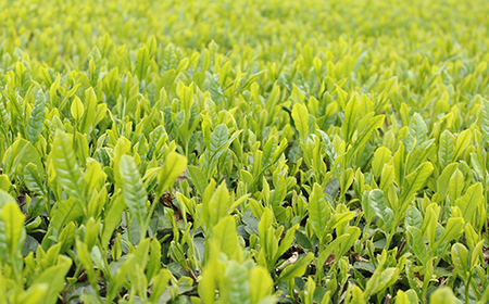 三芳町産狭山茶の詰め合わせ（高級煎茶100ｇ×3本） 銘茶 煎茶 緑茶 お茶 抗酸化作用 カテキン鮮やか 色合い 旨み 渋み 茶匠の技 国産 FAA-106