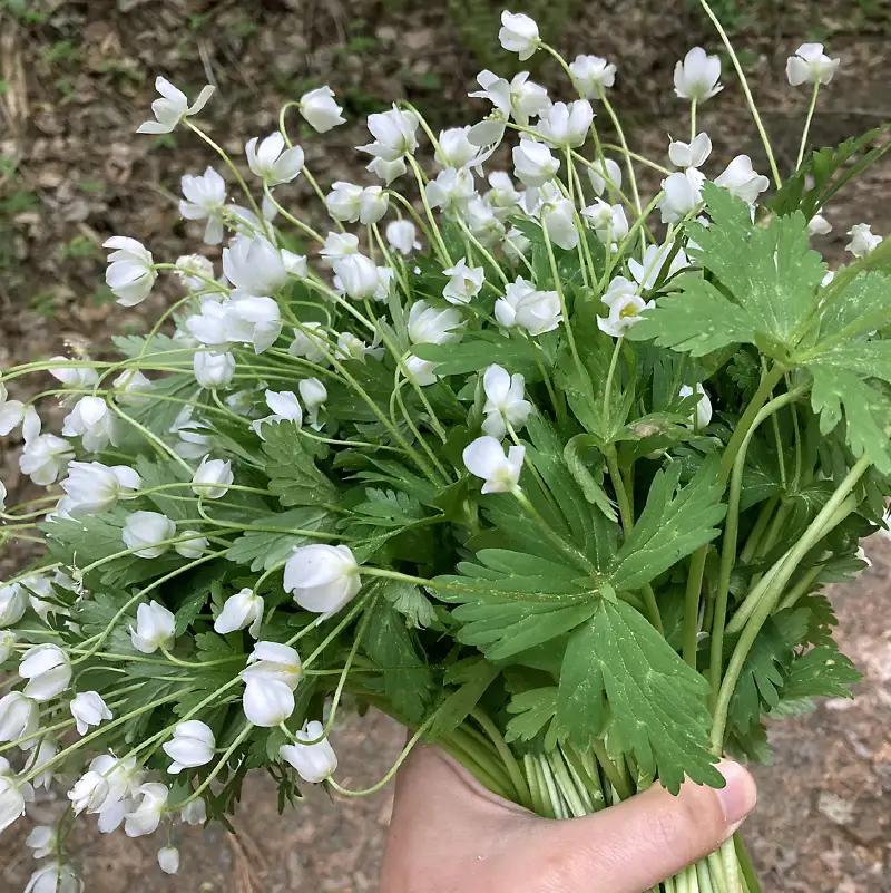 《14営業日以内に発送》オホーツクのレア食材 オハウ 2人前 ( オホーツク ユクオハウ エゾシカ 蝦夷鹿 ヒンナヒンナ ニリンソウ アイヌ 伝統食 北見市 ) 【140-0037-2023】