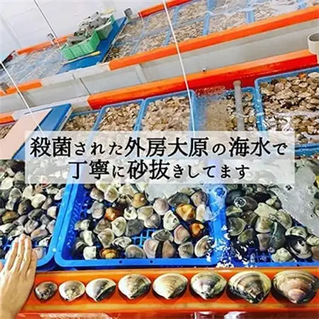 天然はまぐり約3kg (千葉県産)_はまぐり 千葉県産 天然 美味しい_【配送不可地域：離島・沖縄県】【1306039】