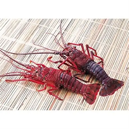 イセエビ干物セット(半身×6)　海の直売所 アルファ_魚介・海産物 伊勢海老 エビ いせえび 伊勢エビ  魚介・海産物  干物 _【配送不可地域：離島】【1099389】