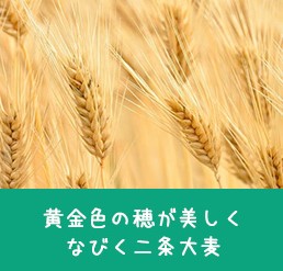 2Lペットボトル用スティックパック 麦茶 100本 (15g×25本入・4袋)