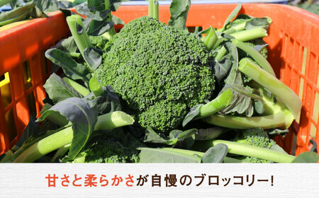 【2026年7月以降順次発送】ブロッコリー 20玉 北海道 先行予約 [AXBD001]