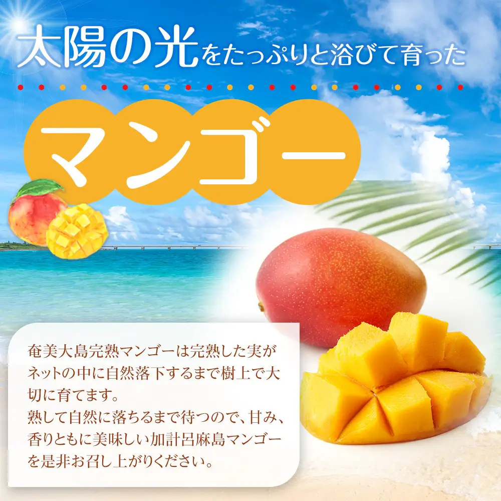 【2026年発送】奄美大島産　完熟マンゴー 約1キロ（2～3玉）| マンゴー