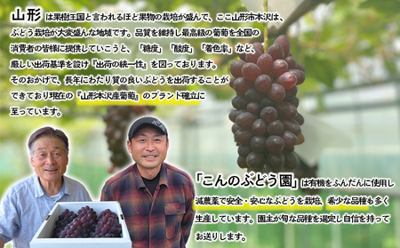 大人気！【こんのぶどう園】山形本沢産 高級ぶどう 3種食べくらべB 秀以上 約2kg 【令和8年産先行予約】FU22-338 くだもの 果物 フルーツ 山形 山形県 山形市 2026年産