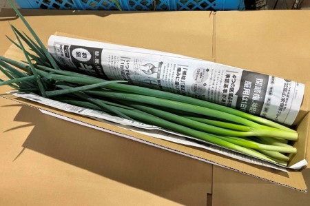 生産農家直送 京野菜・九条ねぎ700g〈ねぎ ネギ 葱 九条ねぎ 京野菜 京都 新鮮 甘い 農家直送 野菜〉 京都府産 薬味 料理 食材 