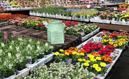 花苗 春 秋 年2回コース フラワー ギフト 季節 お花 ガーデニング 旬