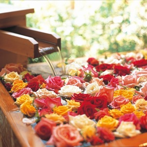 ご自宅用 バラ風呂セット（24輪）山形県産 ／ 薔薇 お取り寄せ 特産 名物 産地直送 ばら ギフト プレゼント フラワー ローズ 花 祝 贈答 記念 植物 癒し 香り 豪華 女子力 彼女 妻 母 女性 友達 コスプレ バス リラックス 撮影 国産 東北 山形　011-K-JS001