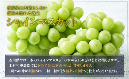 朝採りシャインマスカット 1房(約700g) 果物 ぶどう フルーツ シャインマスカット ぶどう