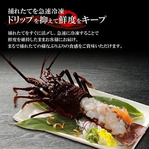 【漁師直送】 活き〆 冷凍 天然伊勢海老 300g（1尾） W005-004u 海老 エビ 海鮮 魚介