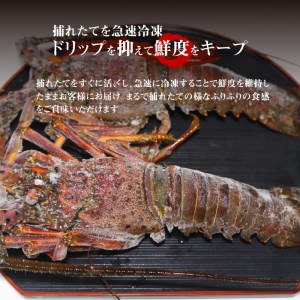 【漁師直送】活き〆 冷凍 天然伊勢海老 500g（1～2尾） W005-009u 海老 エビ 海鮮 魚介