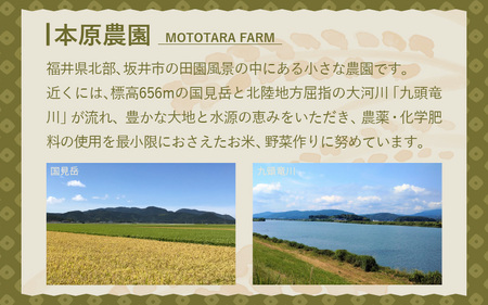 【先行予約】【令和8年産・新米】【農家直送定期便 6ヶ月コース】【玄米】 本原農園のまごころコメた 福井県産 コシヒカリ 5kg × 6回 計30kg 【2026年10月上旬以降順次発送】 [G-8910_02]