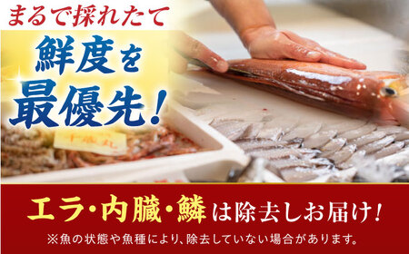 【定期便】全6回(隔月発送)【加福鮮魚】「若狭小浜港産地直送」旬の天然鮮魚お任せセット！地魚 下処理済み 刺身 煮魚 焼き魚 小浜市 / 加福鮮魚 【配送不可地域：北海道、北東北（秋田、青森、岩手）、九州、沖縄、離島】[BFBC016] 
