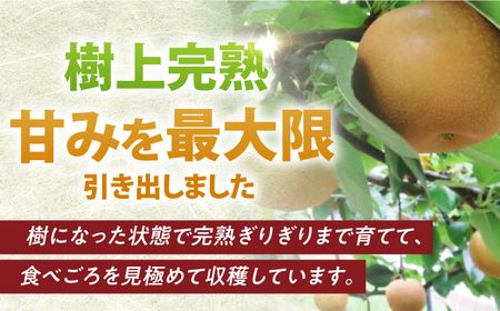 【2026年先行予約】梨（秋月）約5kg [EBY003] 梨 なし