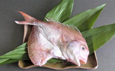 明石天然鯛姿味噌漬（切り身対応可） 魚貝類 漬魚 味噌漬け タイ 丸ごと 簡単調理 上質  姿開き