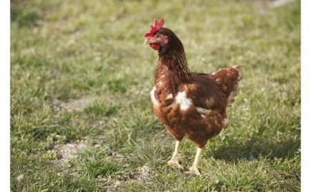 卵が苦手な子どもも食べられた！生臭くないおいしい卵を味わう卵かけご飯セット(卵6個×3P、お米2合×9P)【お届け日指定可能】／Gbn-A16